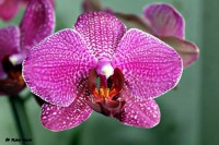 /album/tema-folhas-e-flores/rr3-ab-jpg/